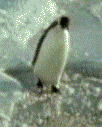 pinguin_0128.gif