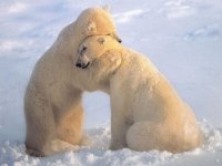 Bear-Hug-.jpg