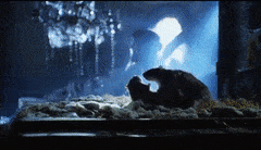 70A6E4D1-8BD9-424F-992A-23ECA4B3E8DF.gif