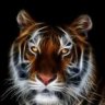 TigerInc